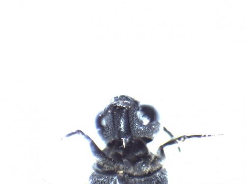 Réf. 261 594 : Aglaoapis tridentata